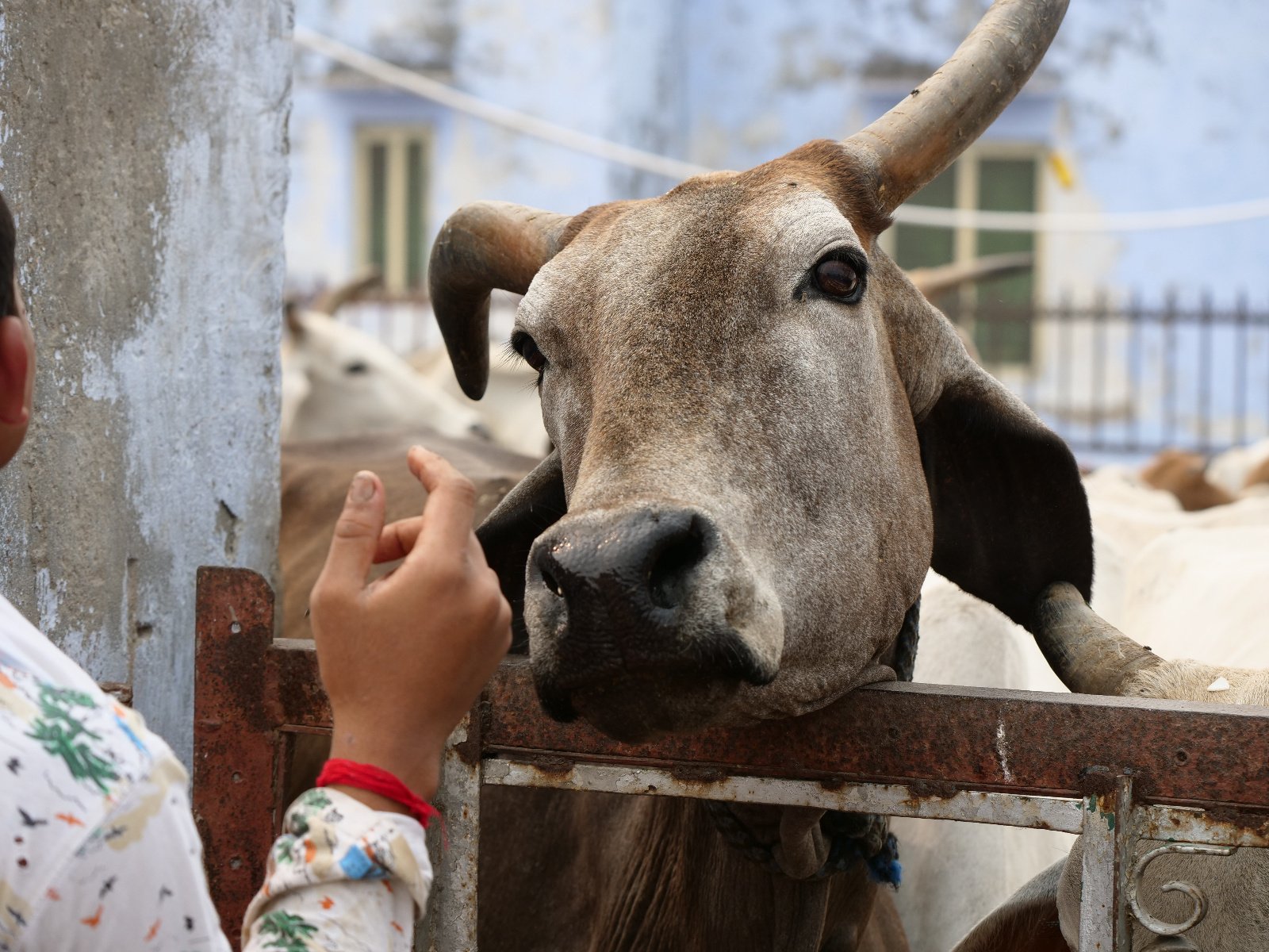  266 Gopashtami Radha kunda Govardhan 19.11.04